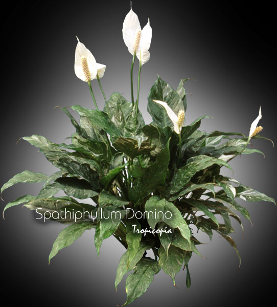 Spathiphyllum - Spathiphyllum 'Domino' - Peace lily